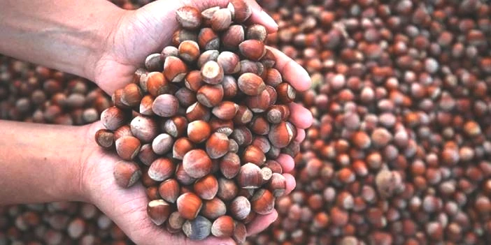 Fındık fiyatları ne kadar? Temmuz ayı listesi belli oldu! İşte 2025 Temmuz güncel fiyat listesi…