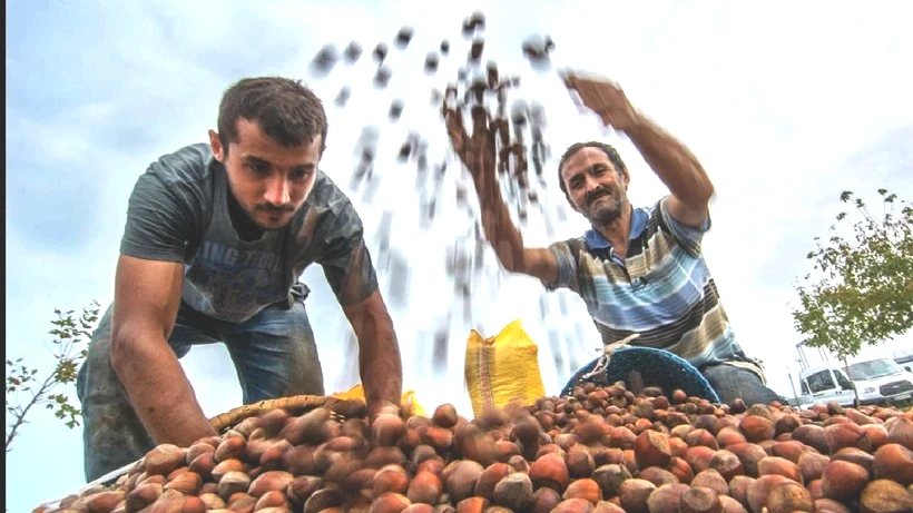 Ne Ordu Ne Giresun: Karadeniz’de En Çok Fındık Üreten Şehir Belli Oldu - Resim: 3